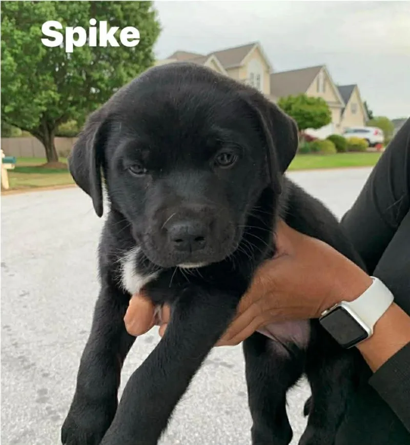 A baby medium-sized male Black Mixed Breed dog named Spike for adoption in Douglas, MA