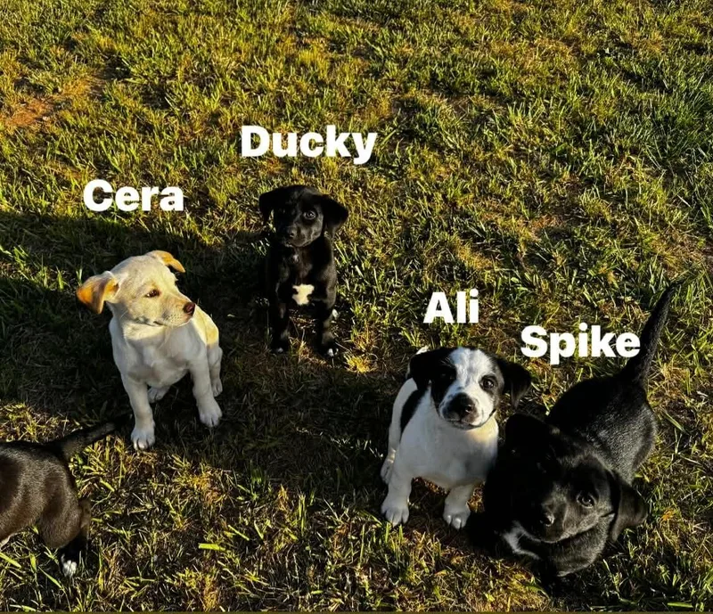 Spike thumbnail 2