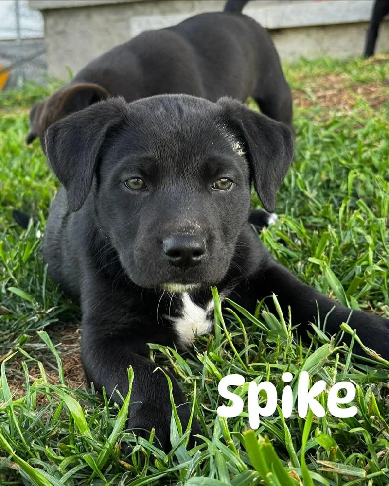 Spike thumbnail 3