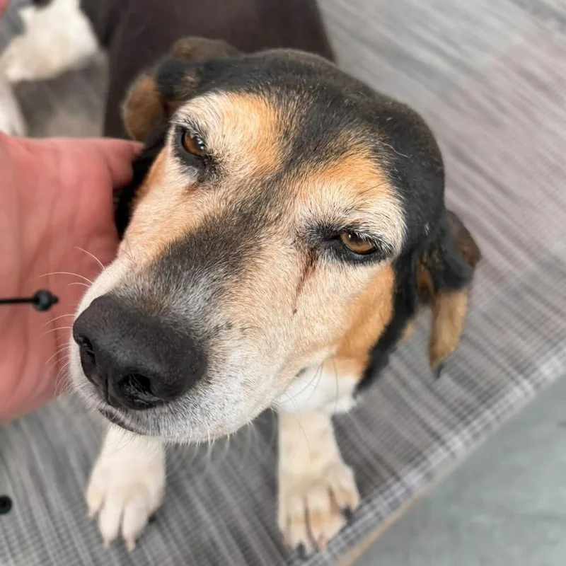 An adult medium-sized female Beagle dog named Oria for adoption in Long Island City, NY