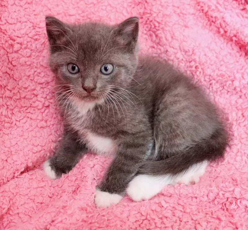 A baby medium-sized female Tuxedo cat named Jesse Jane for adoption in Saint Augustine, FL