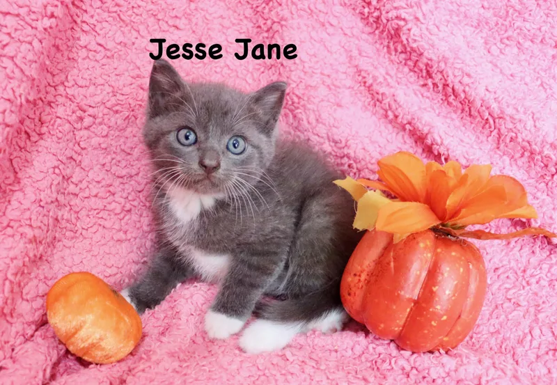 Jesse Jane thumbnail 3