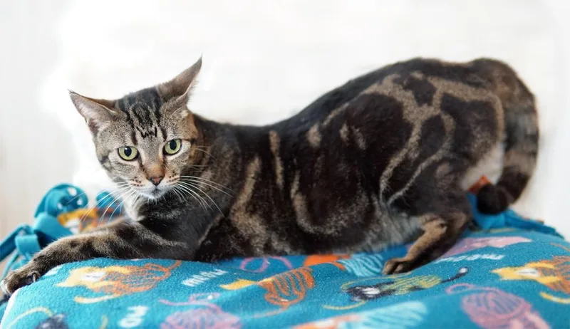 An adult small-sized female Brown / Chocolate Domestic Short Hair cat named Abilene for adoption in Wellington, FL