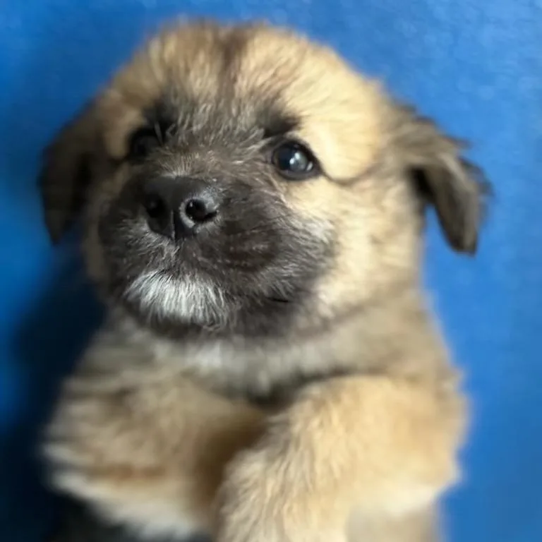 A baby medium-sized male Black Shepherd dog named Wiggles for adoption in Point Richmond, CA
