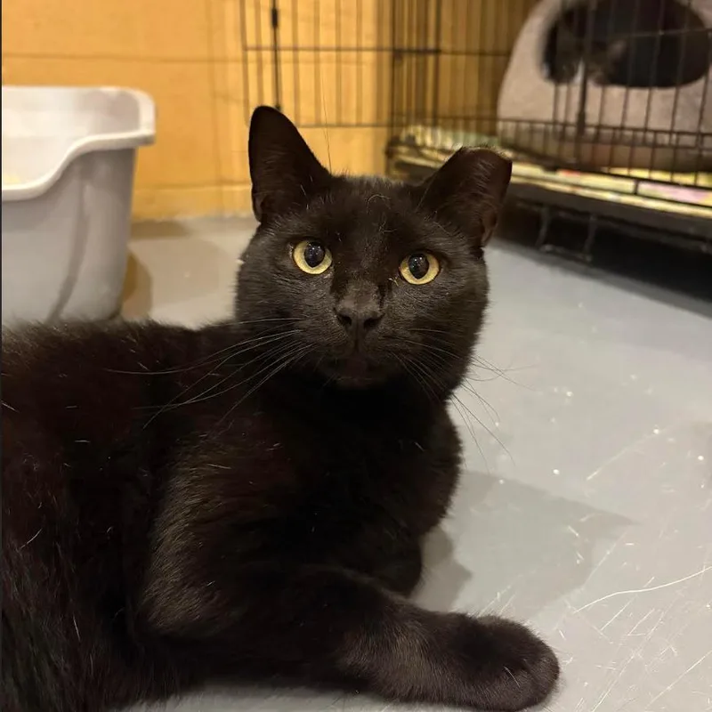 Hershey Bar thumbnail 2