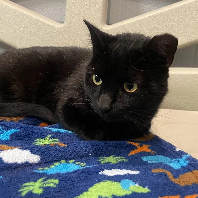 Hershey Bar thumbnail 4