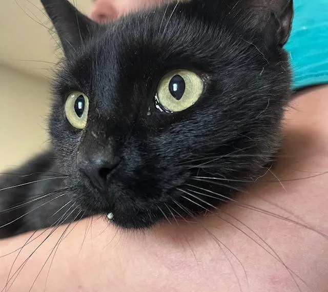 Hershey Bar thumbnail 6