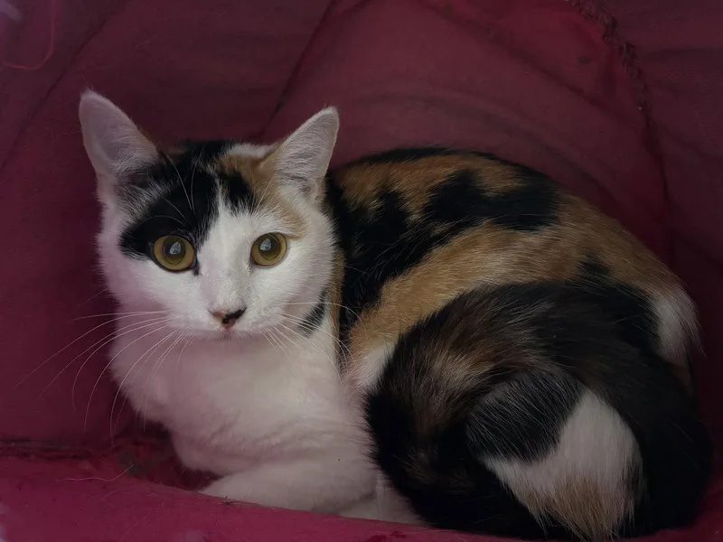 An adult medium-sized female Domestic Short Hair cat named Cookie Dough for adoption in Kansas City, MO