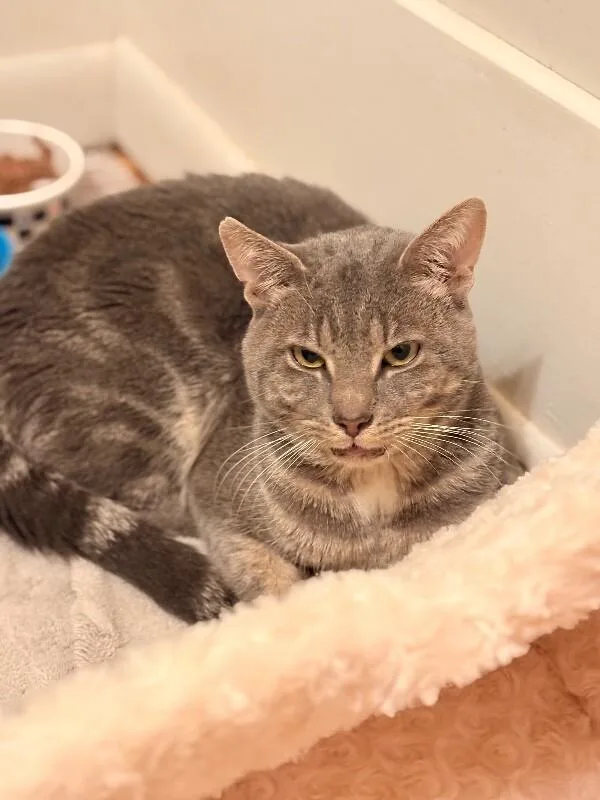 A young medium-sized male Tabby (Gray / Blue / Silver) Domestic Short Hair cat named Lincoln for adoption in Colmar, PA