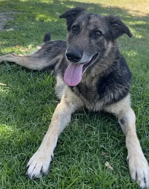An adult large-sized female German Shepherd Dog dog named Bell for adoption in Riverside, CA