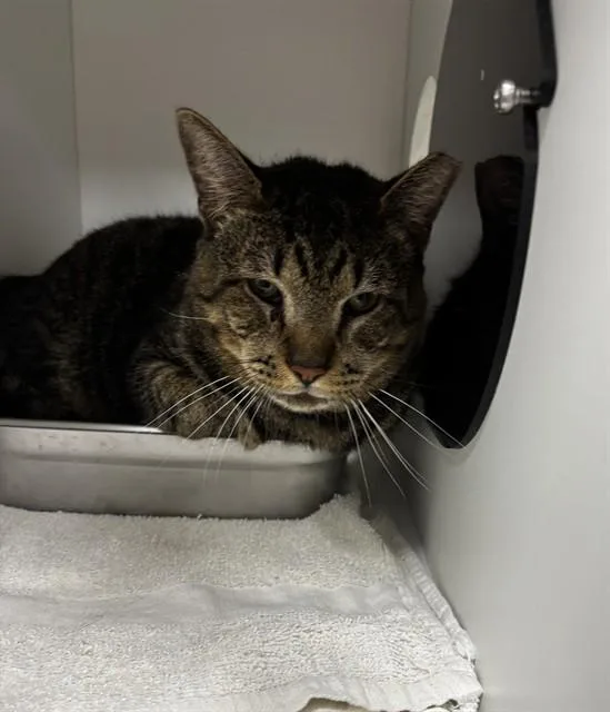 An adult medium-sized male Domestic Short Hair cat named Simba for adoption in Upper Marlboro, MD