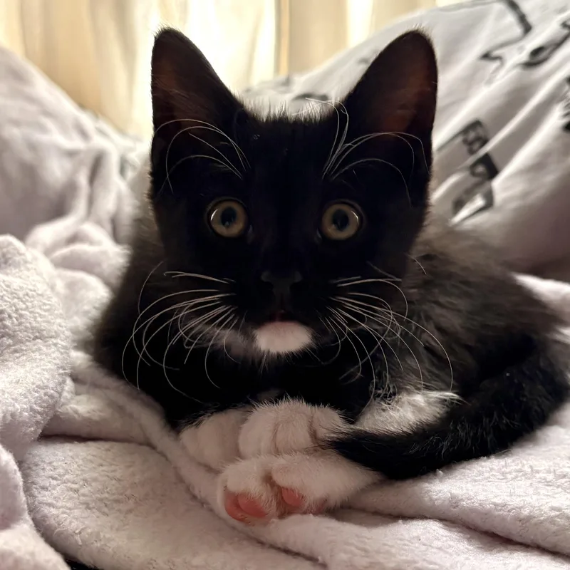A baby medium-sized female Black & White / Tuxedo Tuxedo cat named Mabel for adoption in Hyattsville, MD