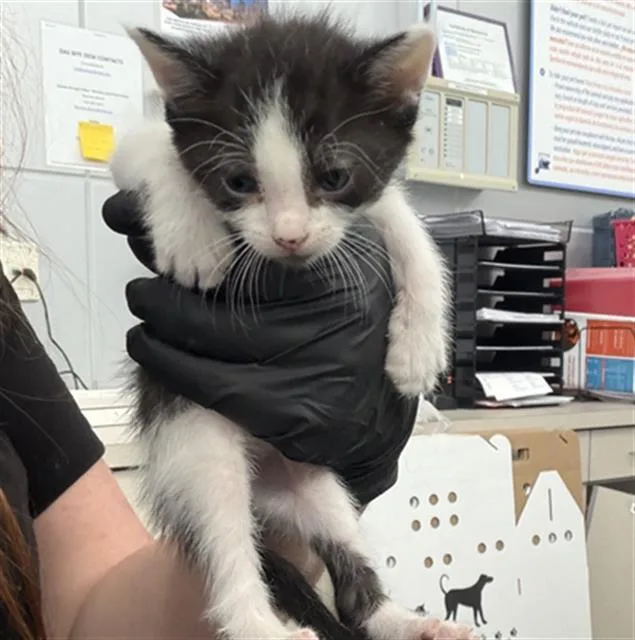A baby medium-sized female Domestic Short Hair cat named Lima for adoption in Dallas, TX