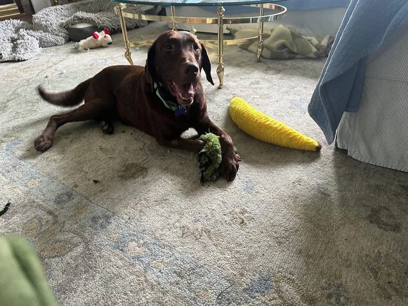 An adult large-sized male Labrador Retriever dog named Hank for adoption in Elkton, MD