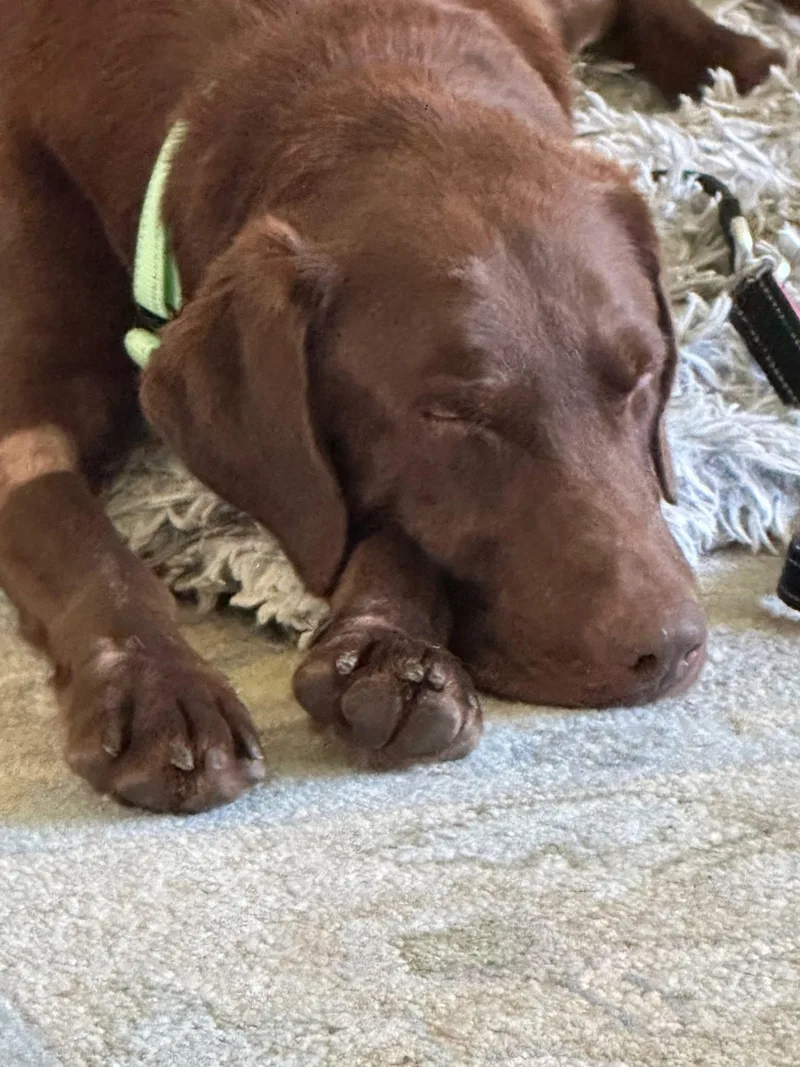 Hank thumbnail 2