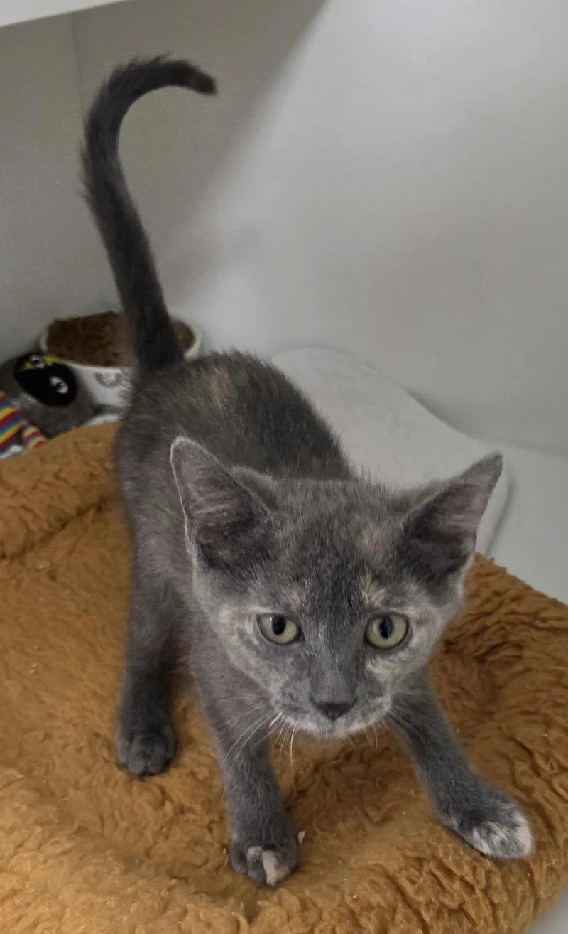 A young medium-sized female Domestic Short Hair cat named Toucan for adoption in Satellite Beach, FL