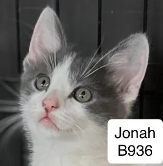 Jonah