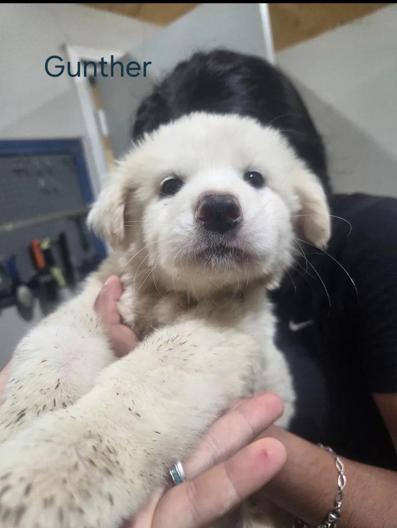 Gunther Htx