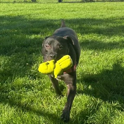 A young medium-sized male Bicolor Mixed Breed dog named Zuko for adoption in Dubuque, IA