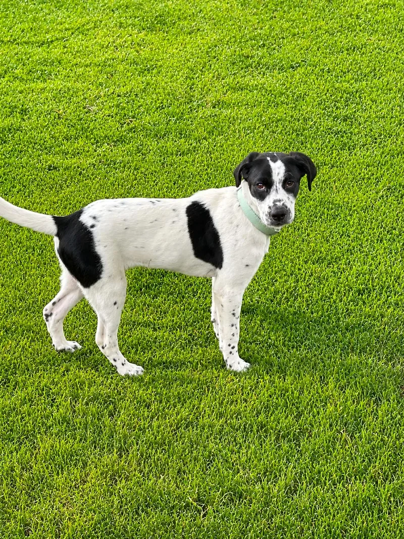 A young large-sized female Black Mixed Breed dog named Juno for adoption in Kenosha, WI