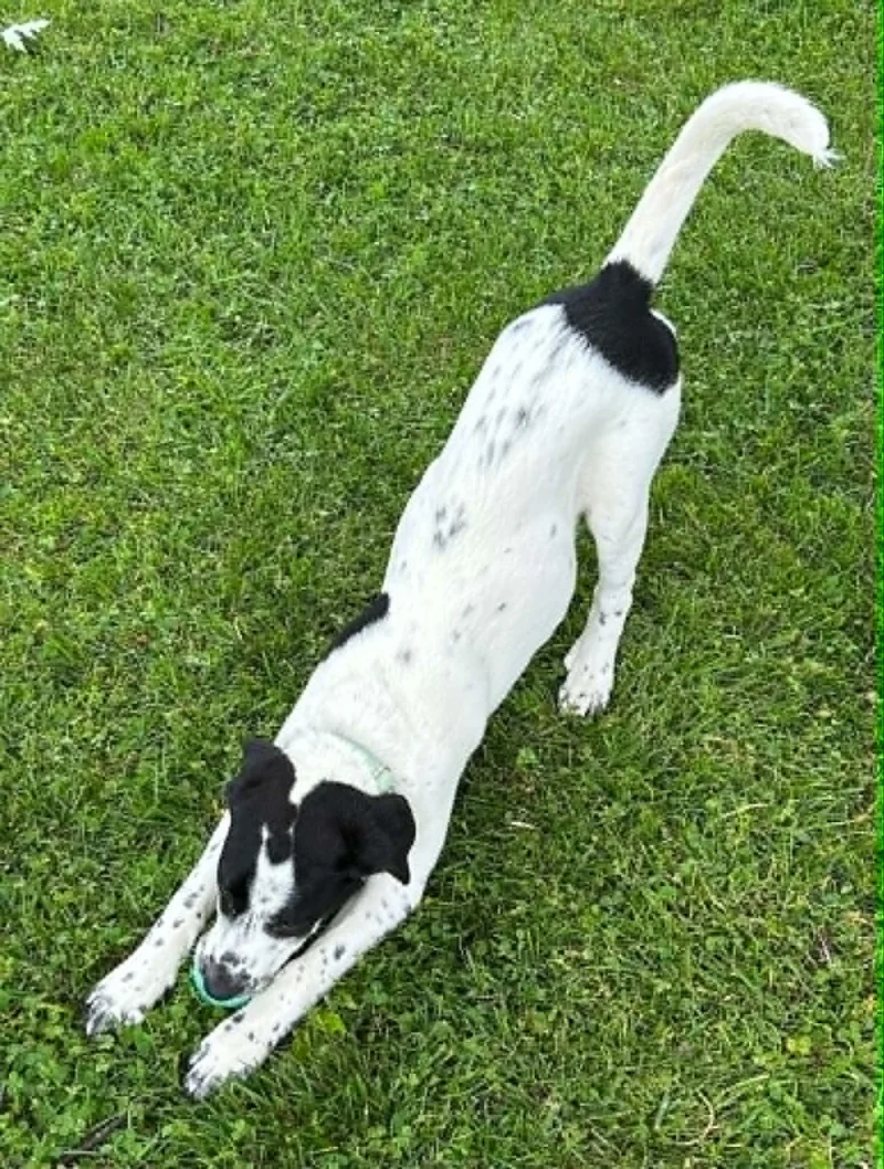 Juno thumbnail 2