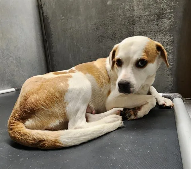 An adult large-sized female Labrador Retriever dog named Blair for adoption in Conroe, TX