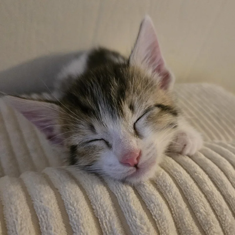Hudson thumbnail 2