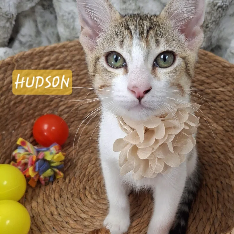 Hudson thumbnail 3