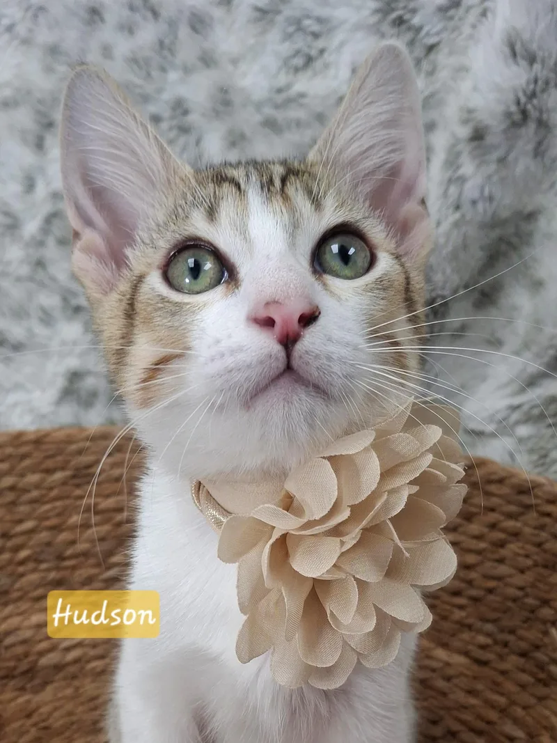 Hudson thumbnail 4