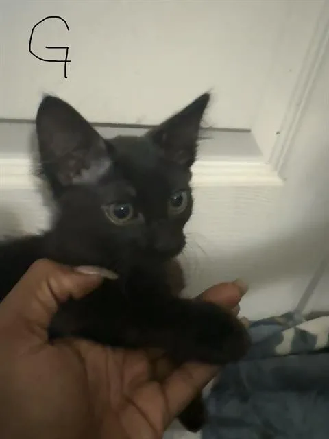 A baby small-sized female Domestic Short Hair cat named Gwen for adoption in San Antonio, TX