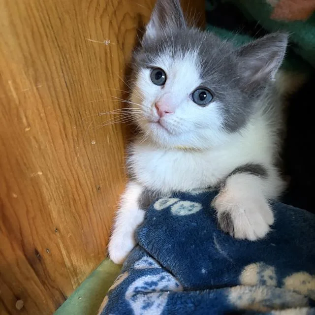 A baby small-sized male Domestic Short Hair cat named Timmy for adoption in Camarillo, CA