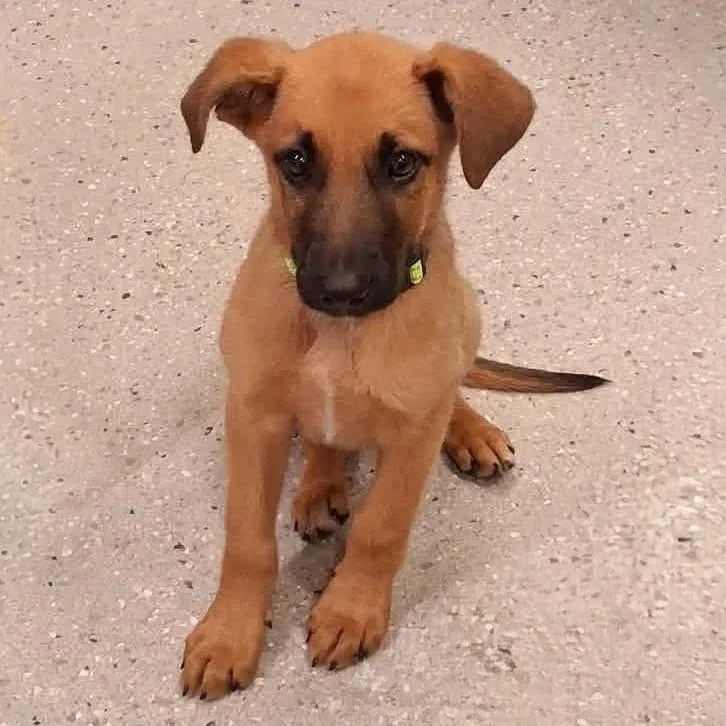 A baby medium-sized male Red / Chestnut / Orange Mixed Breed dog named Parker for adoption in Huntsville, AR
