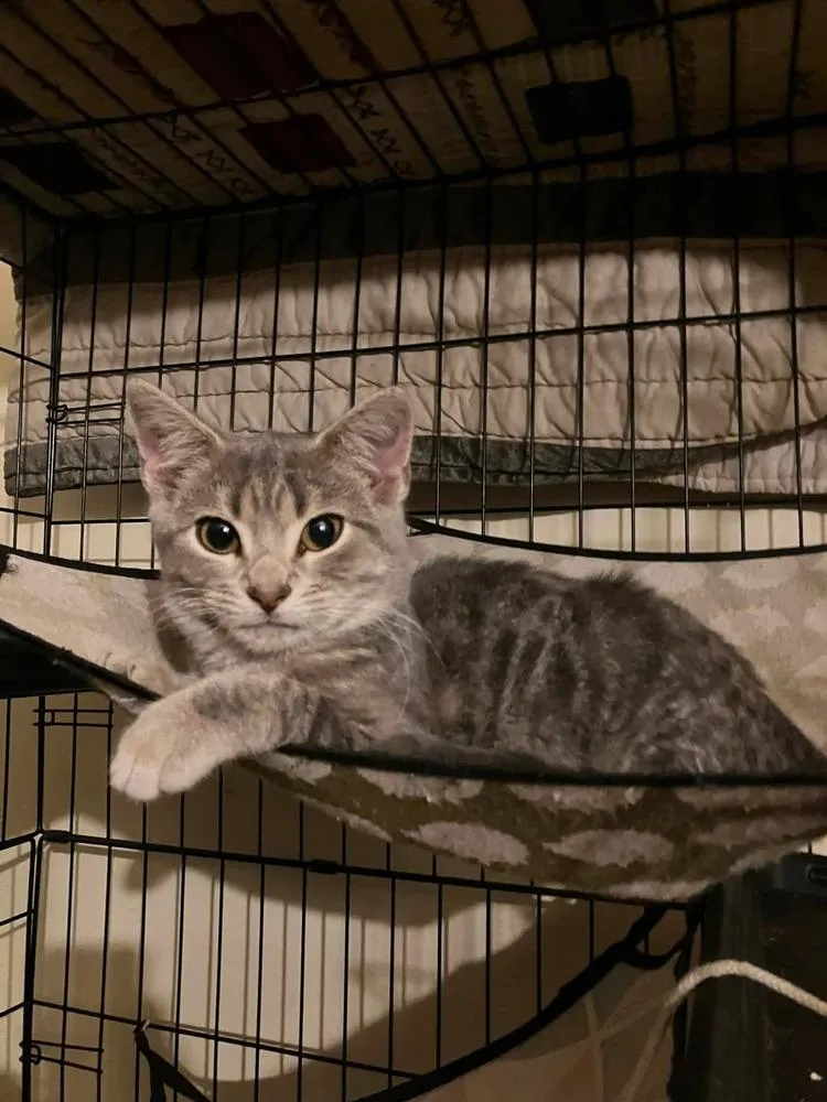 A baby small-sized male Gray / Blue / Silver Domestic Short Hair cat named Cookie Crisp for adoption in Milton, DE