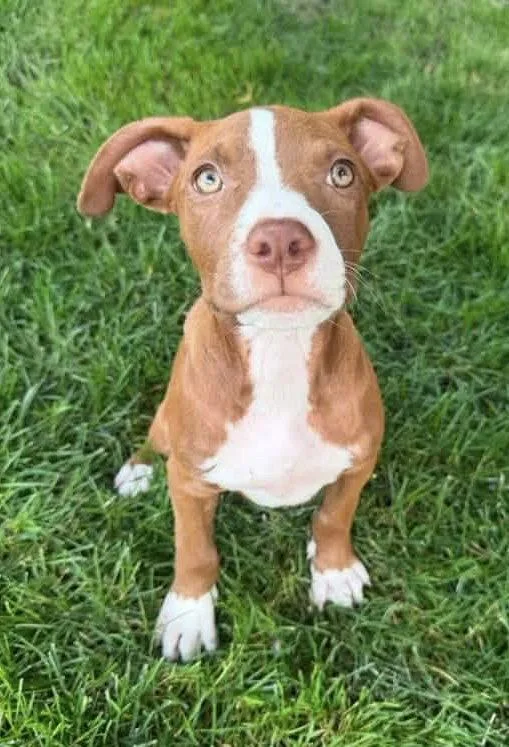 A baby large-sized female Pit Bull Terrier dog named Flora Cutest legged for adoption in Oxford, MI