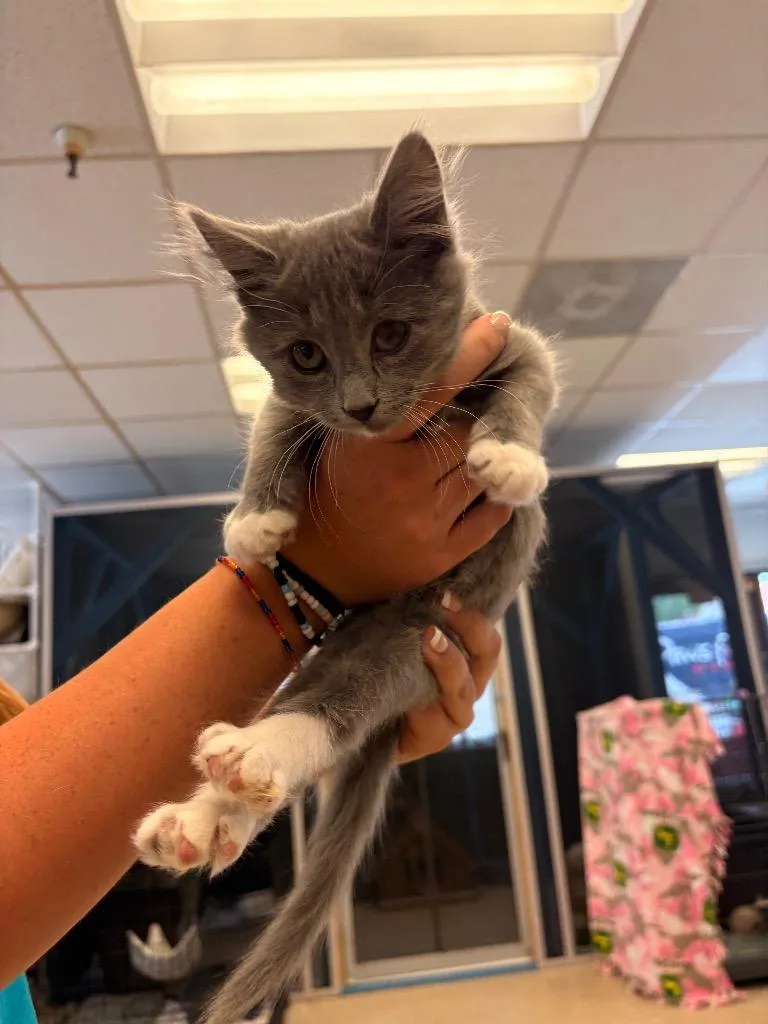 A baby medium-sized female Domestic Short Hair cat named Ducky for adoption in Heber City, UT