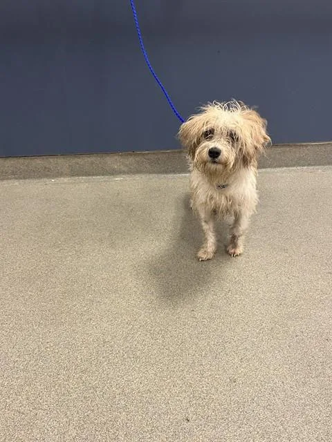 An adult small-sized female Maltese dog named Pancake for adoption in Miami, FL