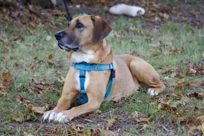 Scooby in Maine thumbnail 2