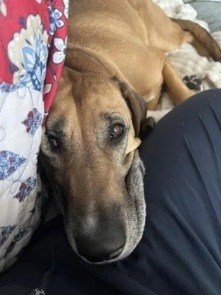 Scooby in Maine thumbnail 3