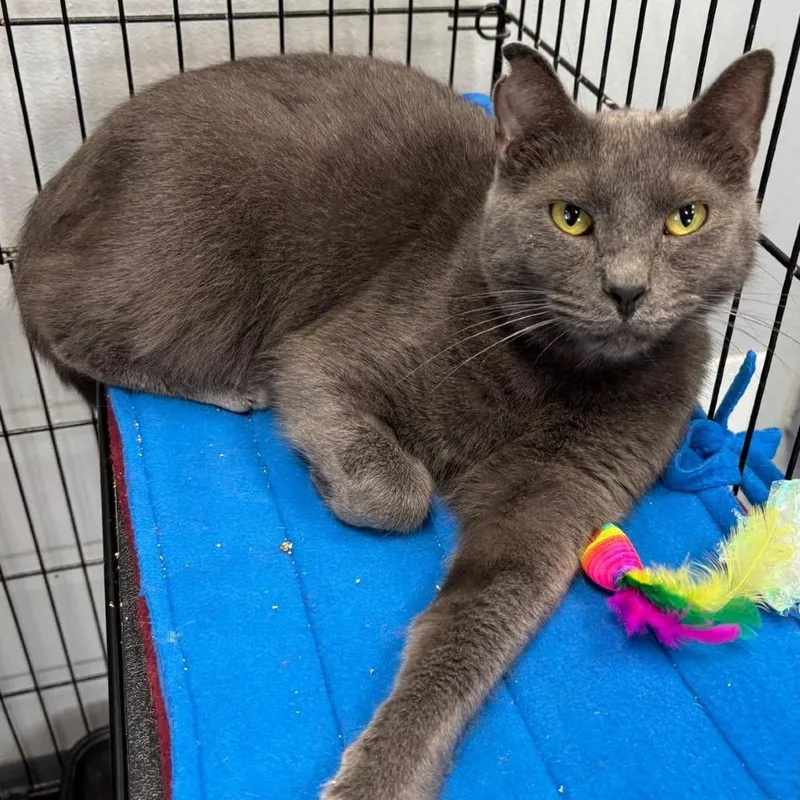 An adult large-sized male Gray / Blue / Silver Domestic Short Hair cat named Oswald for adoption in Hamburg, NY