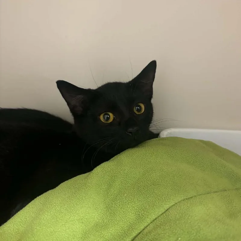 A baby small-sized female Black Domestic Short Hair cat named Meka for adoption in Rocky Mount, VA