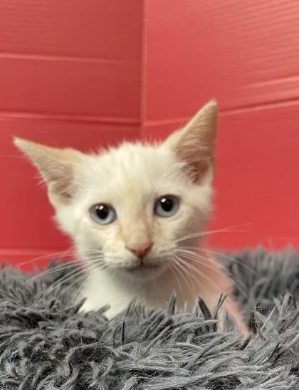 A baby small-sized male Domestic Short Hair cat named Powderpuff for adoption in Houston, TX