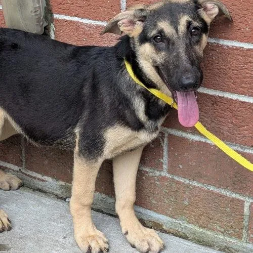 A baby small-sized female German Shepherd Dog dog named Sophia for adoption in Raleigh, NC