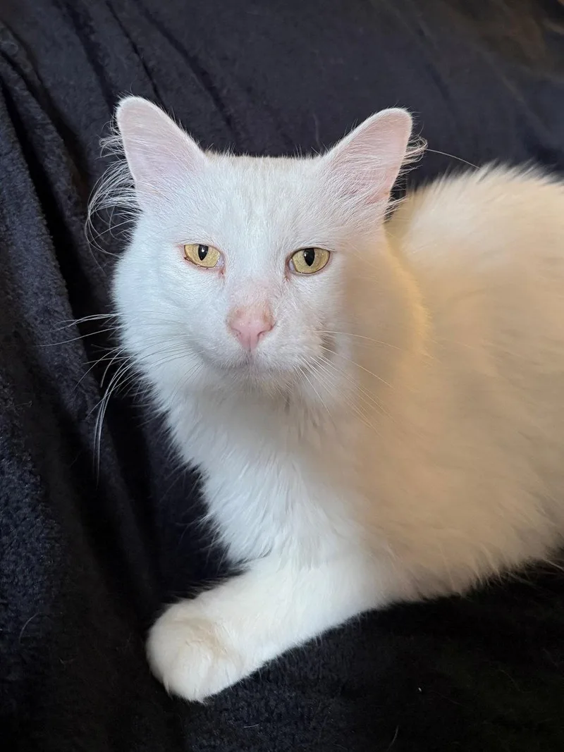 Falcor the White