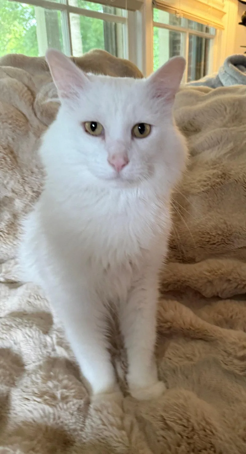 Falcor the White thumbnail 2