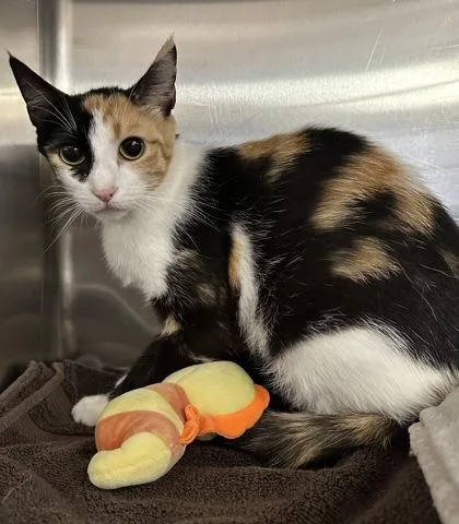 An adult small-sized female Domestic Short Hair cat named Demeter for adoption in Phoenix, AZ