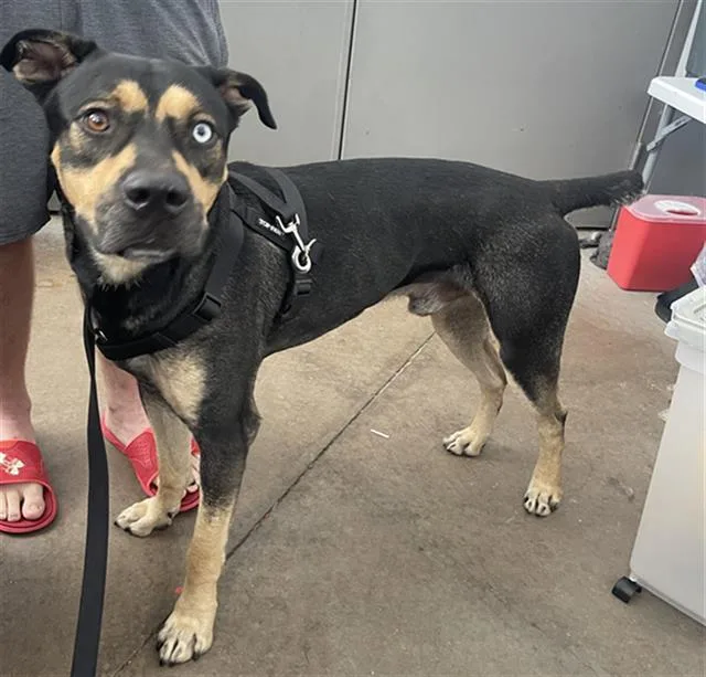 An adult large-sized male Mixed Breed dog named Baron Strudel for adoption in Dallas, TX