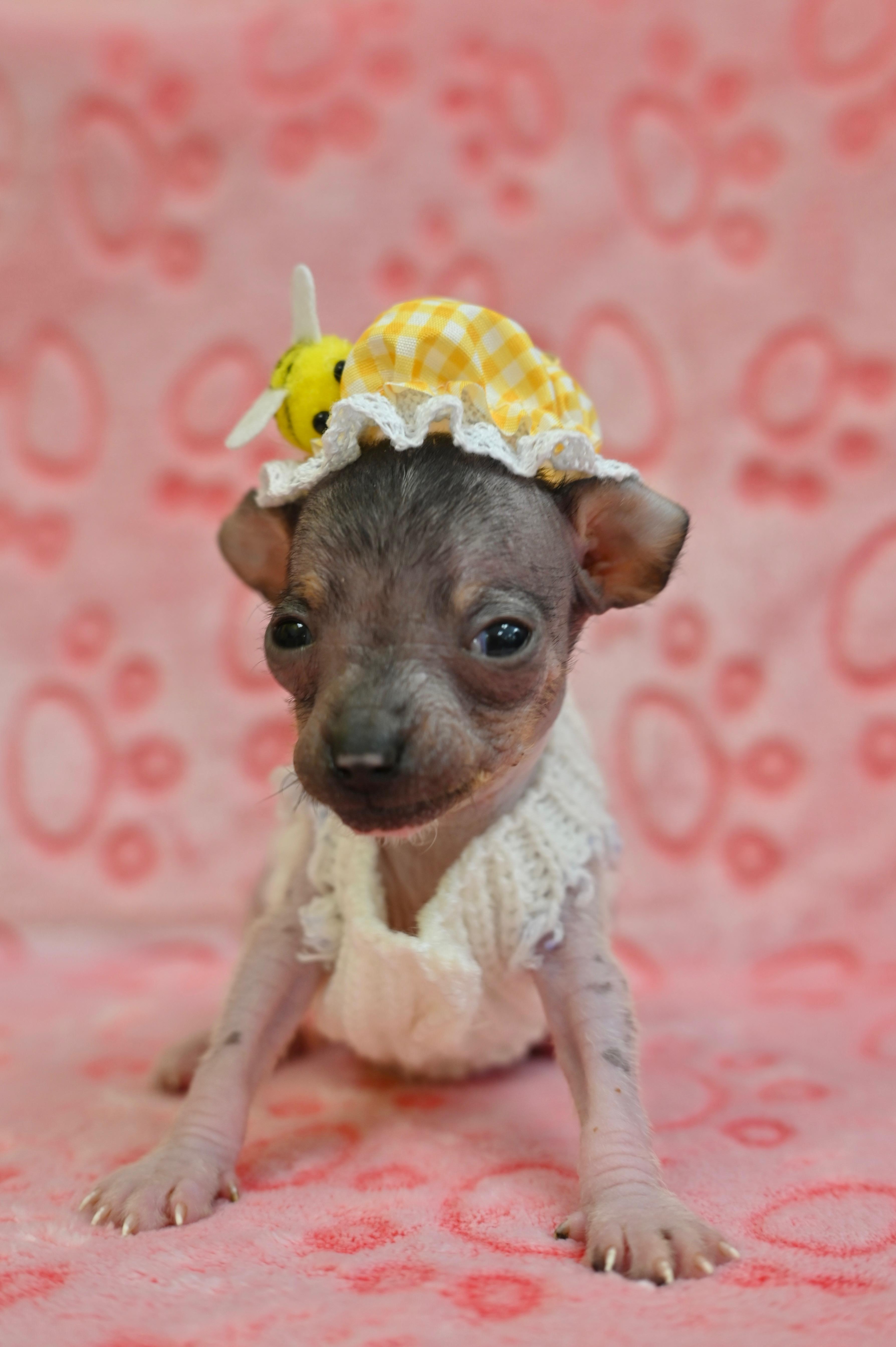 A baby small-sized female Xoloitzcuintli / Mexican Hairless dog named Maradona for adoption in Miami, FL