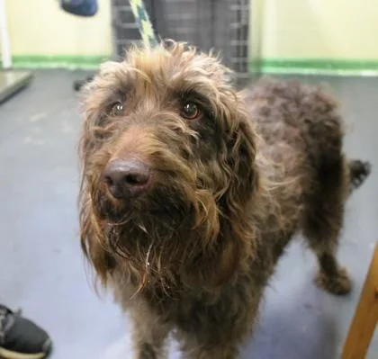 An adult large-sized female Standard Poodle dog named Indy for adoption in Picayune, MS