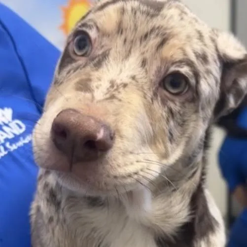 A baby medium-sized male White / Cream Australian Cattle Dog / Blue Heeler dog named FWT Tigger for adoption in Midland, TX