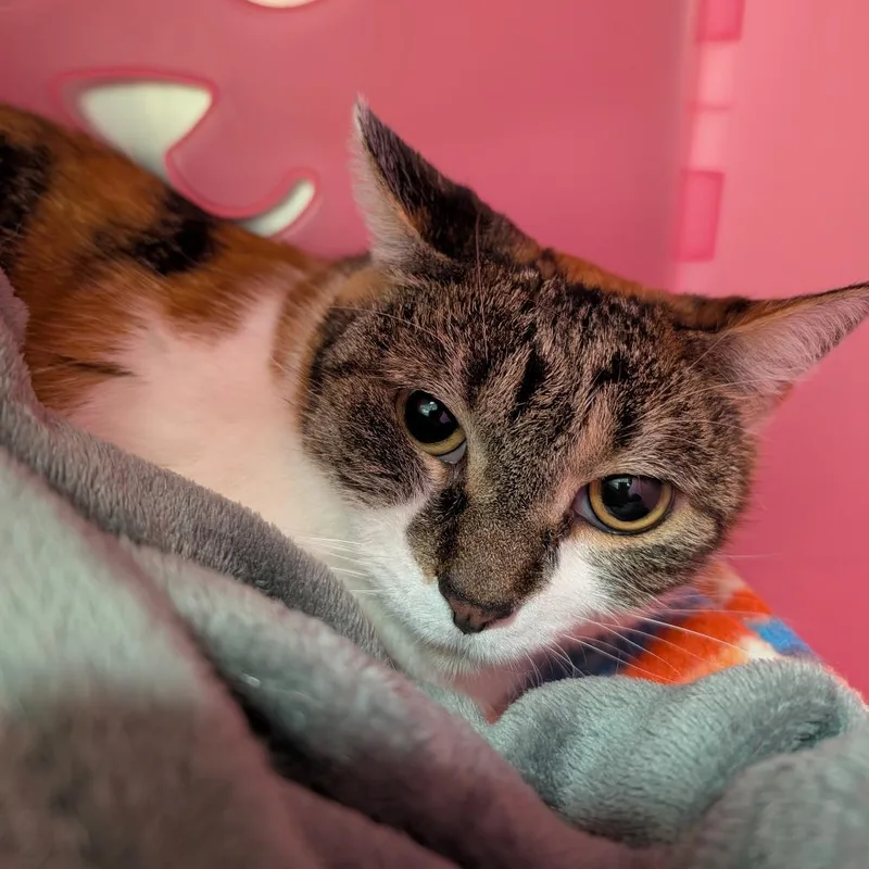 A senior medium-sized female Calico Domestic Short Hair cat named Katti for adoption in Titusville, FL